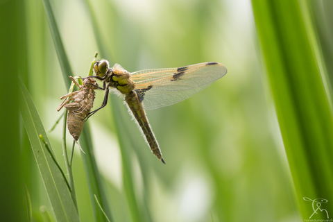Libellule à quatre taches - Libellula quadrimaculata