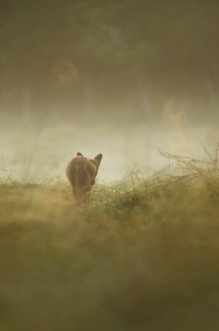 Renard roux - Vulpes vulpes