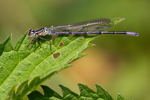 Enallagma cyathigerum