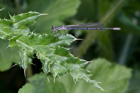 Enallagma cyathigerum