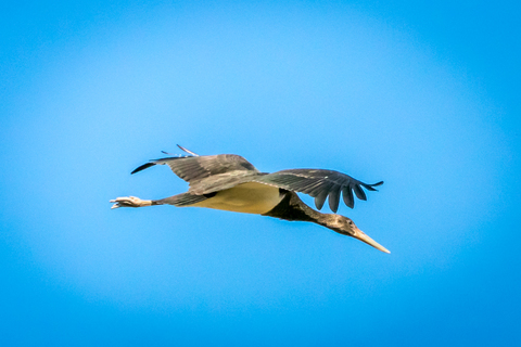 Envol de cigogne noire