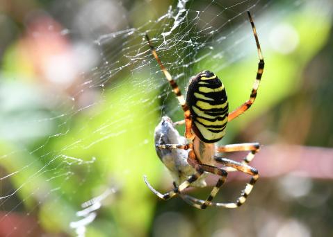 Argiope bruennichi