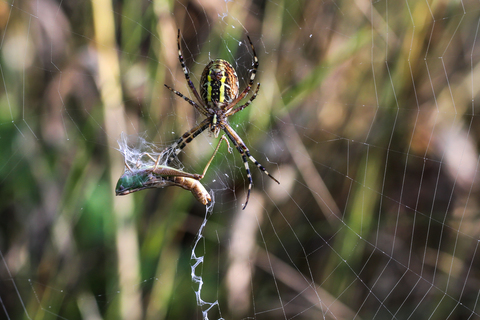 Epeire frelon - Argiope bruennichi