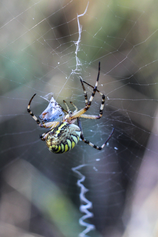 Epeire frelon - Argiope bruennichi