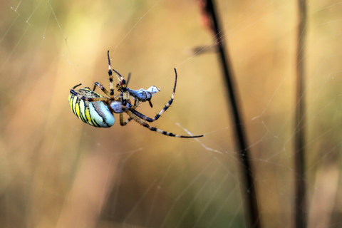 Epeire frelon - Argiope bruennichi