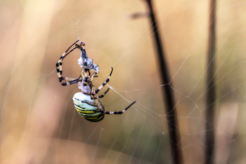 Epeire frelon - Argiope bruennichi