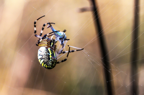 Epeire frelon - Argiope bruennichi