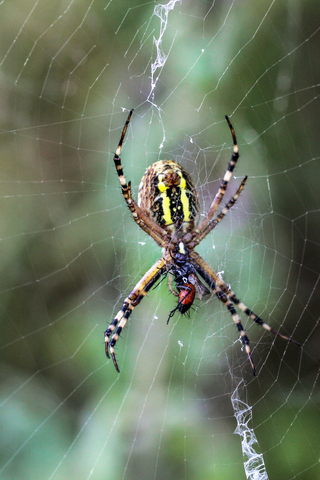 Epeire frelon - Argiope bruennichi