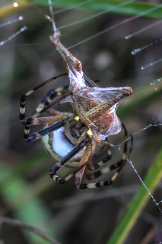 Epeire frelon - Argiope bruennichi