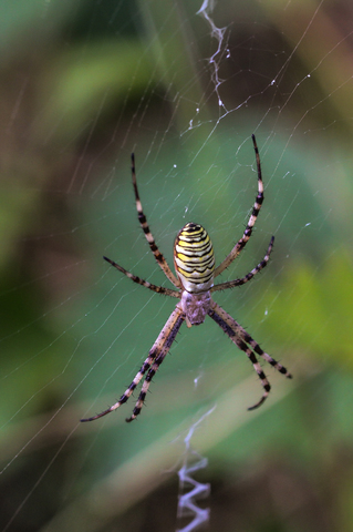 Epeire frelon - Argiope bruennichi