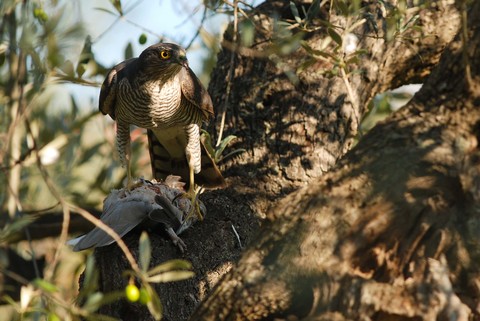 Epervier d'Europe - Accipiter nisus