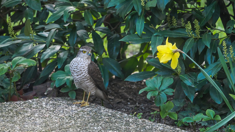 Epervier d'Europe - Accipiter nisus