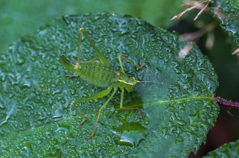 Ephippiger diurnus diurnus