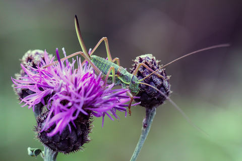 Ephippiger diurnus