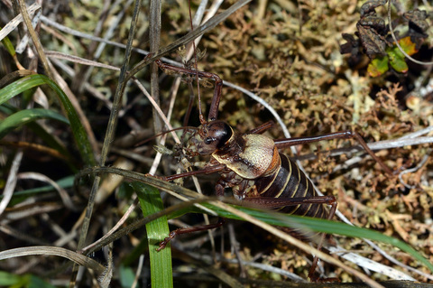 Ephippigère des vignes (Ephippiger diurnus)