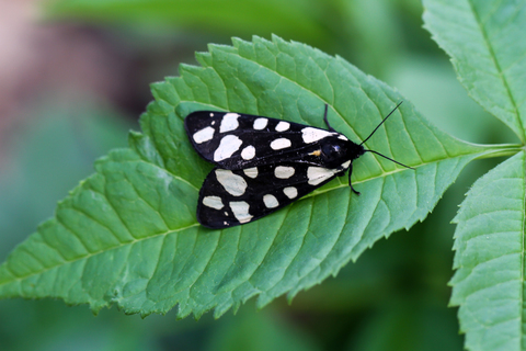 Epicallia villica