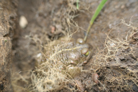 Epidalea calamita endormi sous une pierre