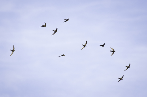 Escadrille de martinets noirs