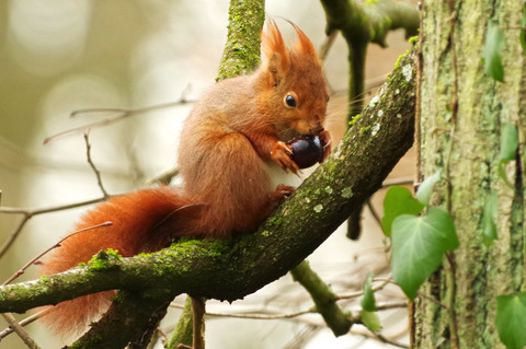 Ecureuil roux - Sciurus vulgaris