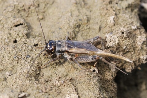 Eumodicogryllus bordigalensis