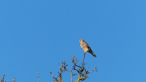 Falco tinnunculus