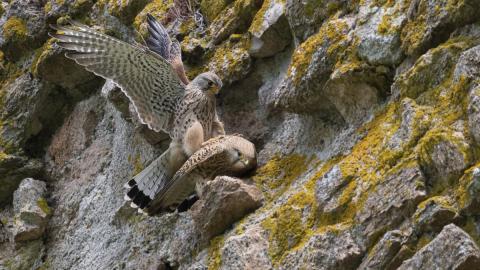 Accouplement de faucons crécerelles