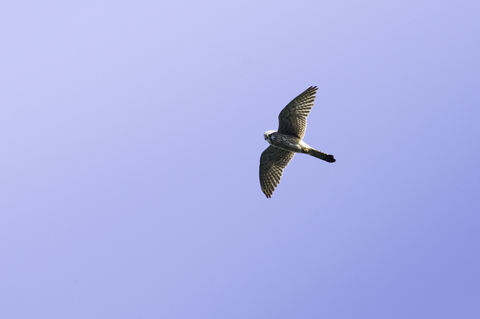 Faucon crécerelle - Falco tinnunculus