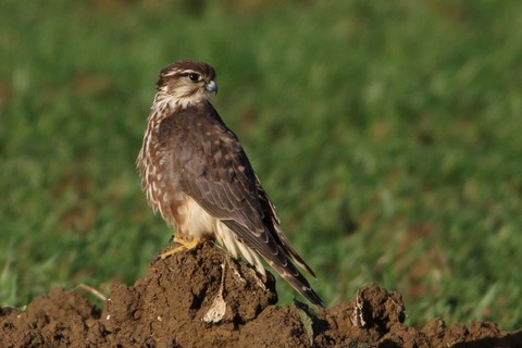 Faucon émerillon