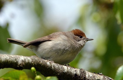 Fauvette à tête noire (Sylvia atricapilla) femelle