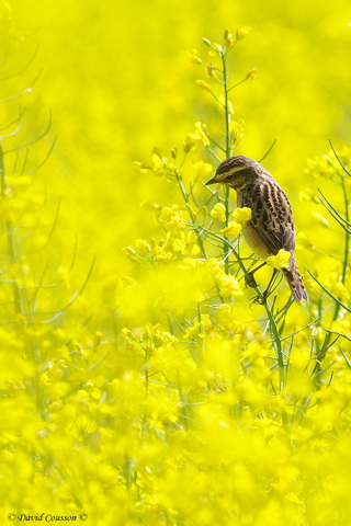 Femelle chassant dans le colza - © David Cousson