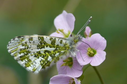 femelle sur Cardamine