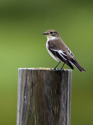 Ficedula hypoleuca