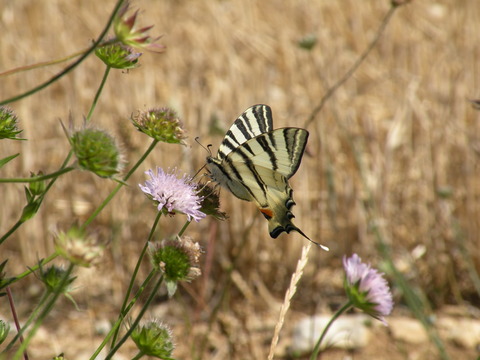 Flambé (Iphiclides podalirius) Combe calcaire haute Maligny (89)