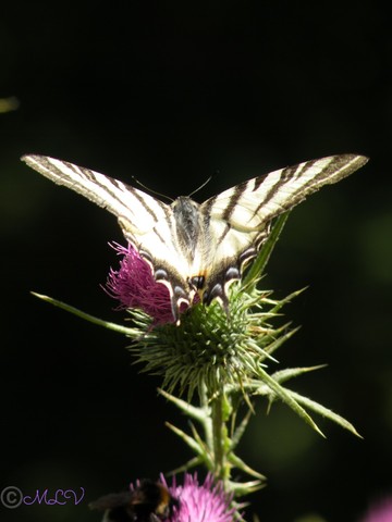 Flambé - Iphiclides podalirius, Maligny 89