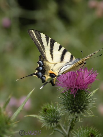 Flambé - Iphiclides podalirius -©MLV, Maligny (89)