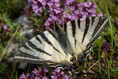 Flambé (Iphiclides podalirius)