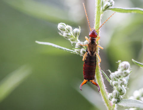 Forficula auricularia 