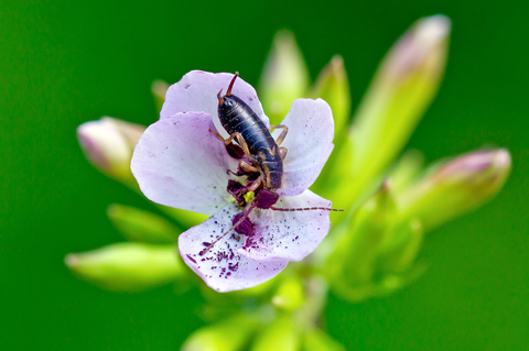 Forficula auricularia
