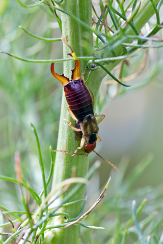 Forficula auricularia