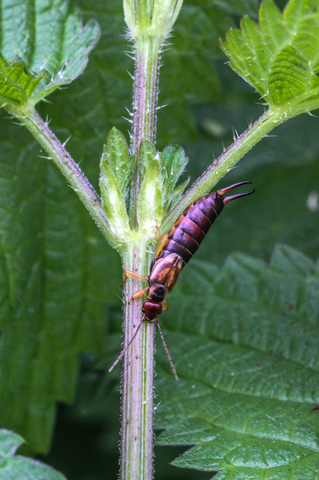 Forficula auricularia