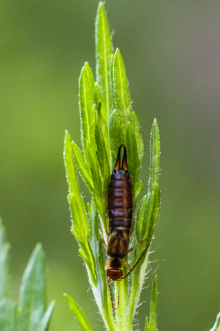 Forficula auricularia