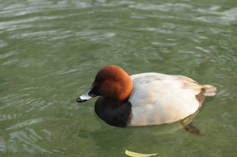 Fuligule milouin - Aythya ferina