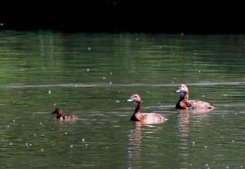 Fuligule milouin en famille