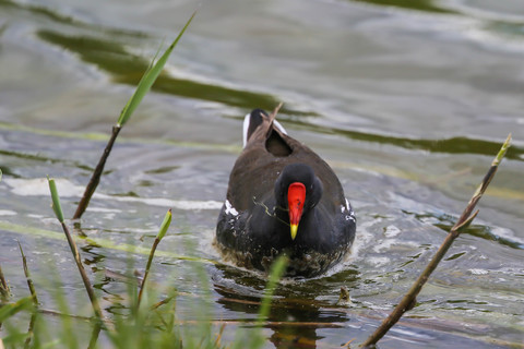 Gallinula chloropus