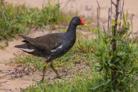Gallinula chloropus