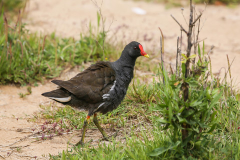 Gallinula chloropus