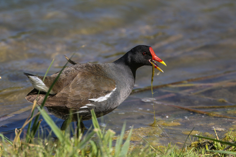 Gallinula chloropus
