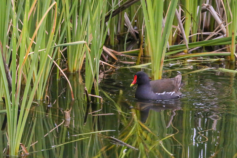Gallinula chloropus