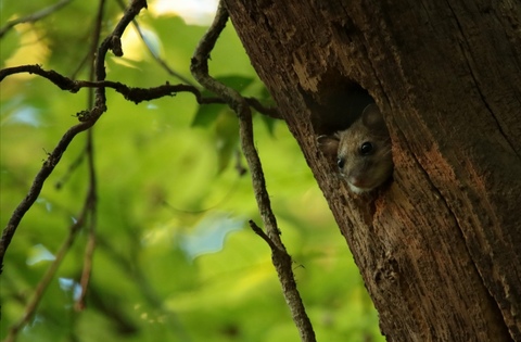 Glis glis
