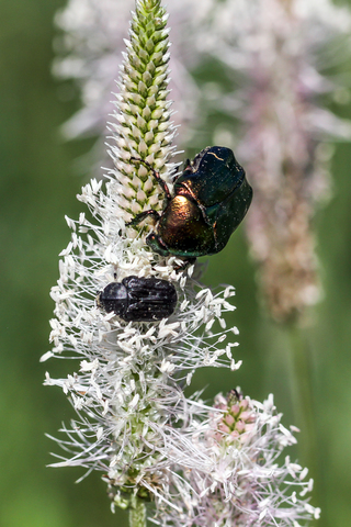 Gnorimus sp et Cetonia aurata